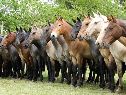 caballos criollos uruguay