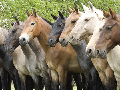 caballos criollos uruguay